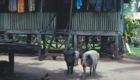 Pigs as watchdogs in Bita Bum village, Lae, New Guinea, 1976 – Long