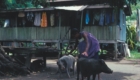 House on stilts and woman with pigs in Bita Bum village, Lae, New Guinea, 1976 – Long